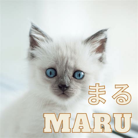 cute cat names japan Best japanese cat names - Adorable Animals for ...