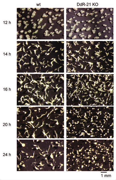 Phenotypic Analysis Of DdR21 Knock Out KO Strain Compared To Wt