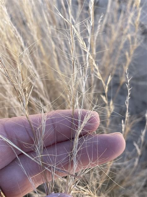 Wiregrass From Monahans Sandhills State Park Monahans TX US On