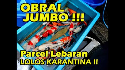 JUMBO SIAP MASUK KOLAM SUDAH LOLOS KARANTINA Dua Putri Koi YouTube