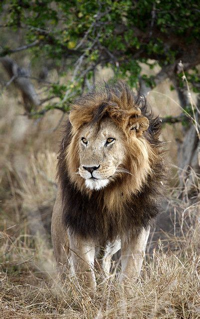 A Lion Standing In The Grass Near Some Trees