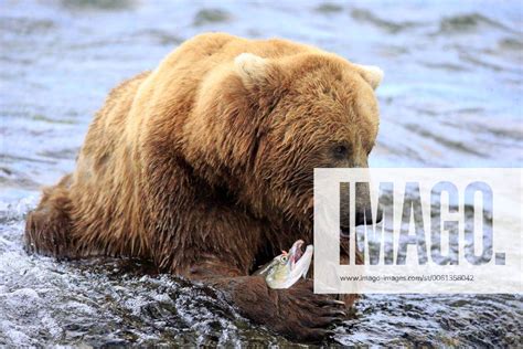 Grizzlybaer Ursus Arctos Horribilis Adult Fressend Im Wasser