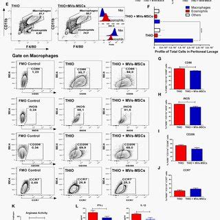 Characterization Of MSCs Derived Microvesicles MVs MSCs A