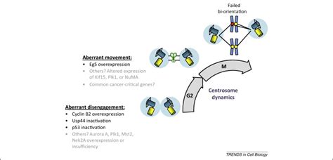 Centrosome Dynamics As A Source Of Chromosomal Instability Trends In