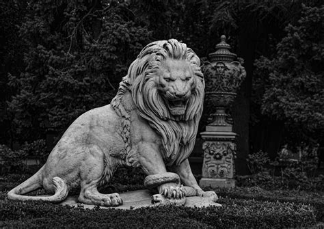 Black Lion Photos, Download The BEST Free Black Lion Stock Photos & HD ...