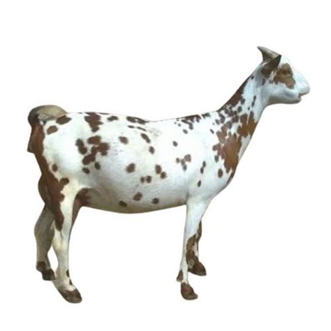 Healthy Female Barbari Goat at Best Price in Basti | Mega Goats Farming Pvt Ltd