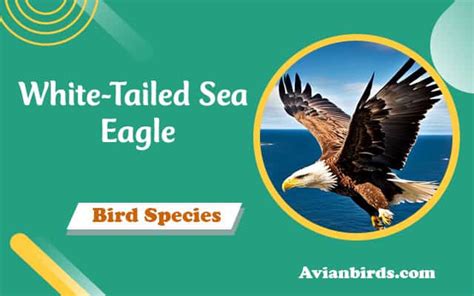 Discover The Majestic White Tailed Sea Eagle