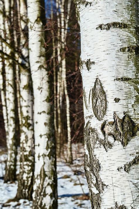 White Birch Bark In The Winter Stock Image Image Of Bark Winter