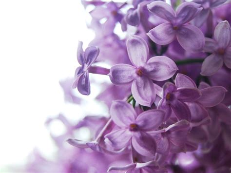 Lilac Flower - Purple Photo (34733497) - Fanpop