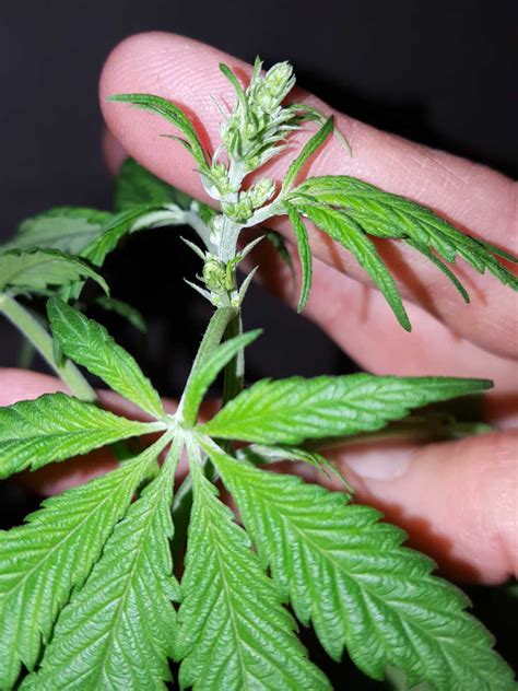 How To Tell Sex Of Cannabis Plants With Pictures Grow Weed Easy