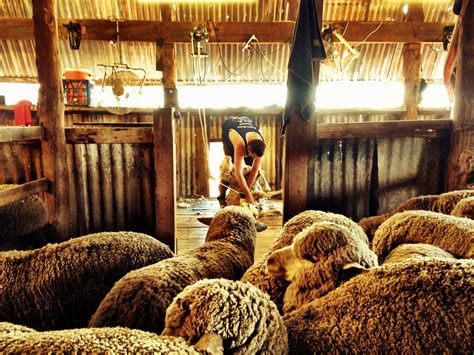 australian sheep shearing | Outback australia, Australia, Rural photography