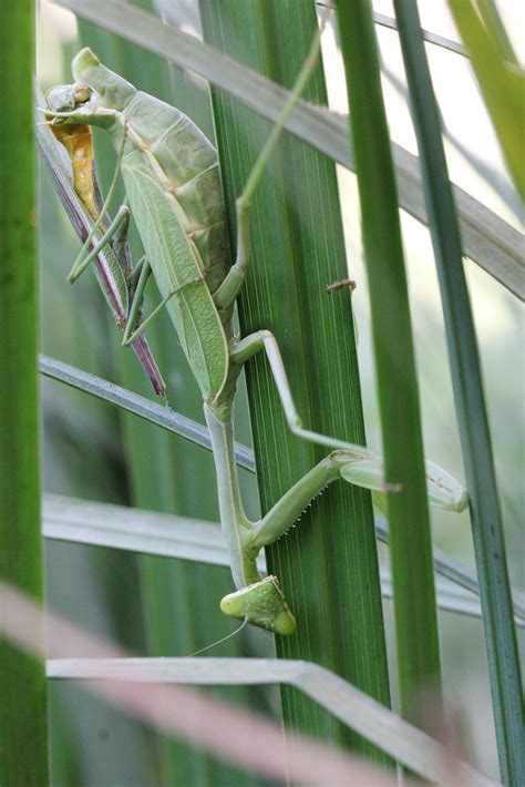 Praying Mantis Mating Sex And Lunch You Can See The Se… Flickr