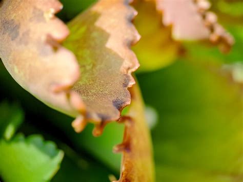 Premium Photo Kalanchoe Pinnata Commonly Known As Cathedral Bell Air