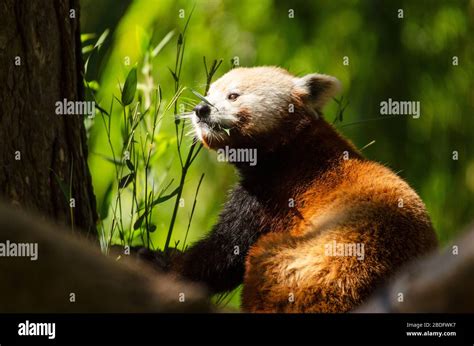 close    red panda stock photo alamy