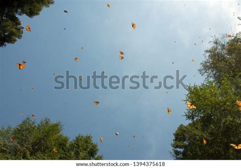 Monarch Butterflies Arriving Michoacan Mexico After Stock Photo 1394375618 | Shutterstock