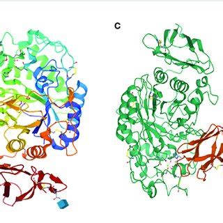 A Human Salivary Alpha Amylase B Human Pancreatic Amylase C