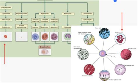 Cells And Tissues Flashcards Quizlet