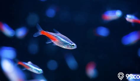 6 Fakta Unik Ikan Neon Tetra yang Jarang Diketahui. Apa Saja?