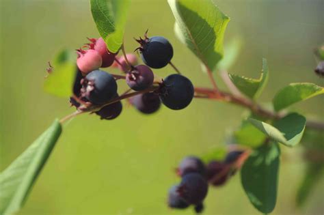 How to Grow and Care for the Saskatoon Serviceberry