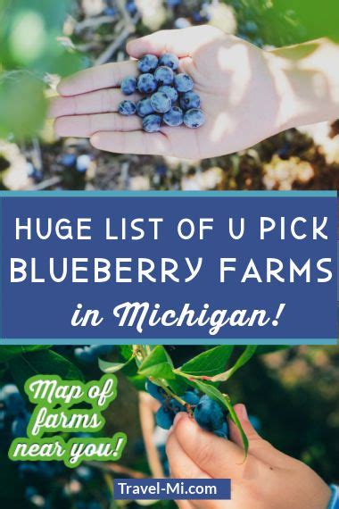 Best Blueberry Farms In Michigan Map U Pick Festivals Season