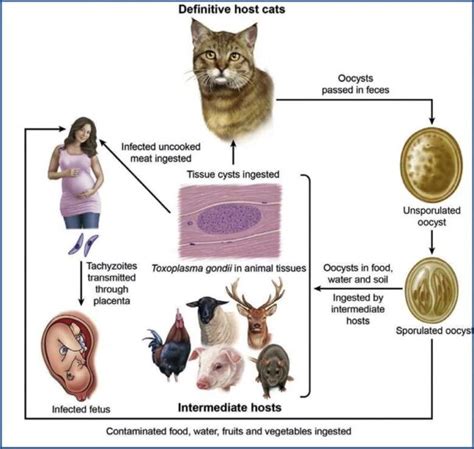 Definitive Host Definition And Examples Biology Online Dictionary