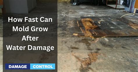 How Fast Can Mold Grow After Water Damage Damage Control