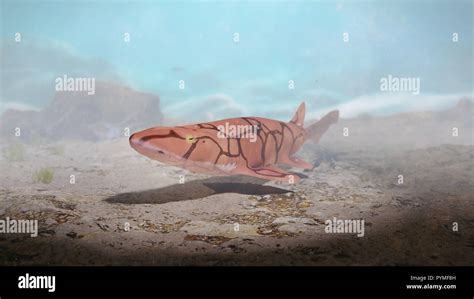 Chain catshark chain dogfish hi-res stock photography and images - Alamy