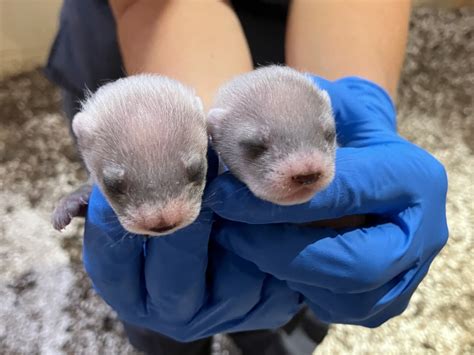 Baby black-footed ferrets first to be born to a cloned mom | WJCT News 89.9