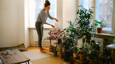 Estas Son Las 3 Plantas Que Nunca Debes Tener En Tu Casa Según El Feng