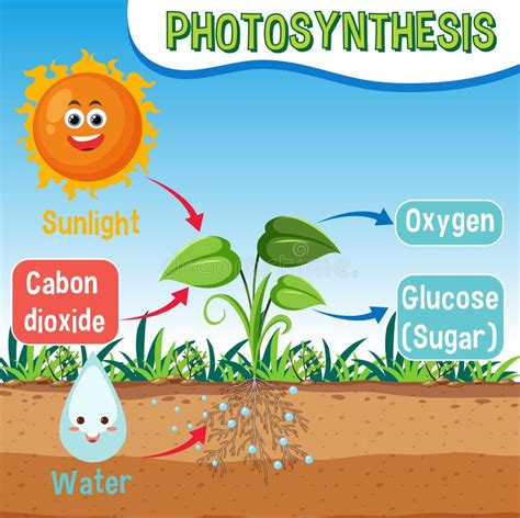 Diagram Of Photosynthesis For Biology And Life Science Education Stock