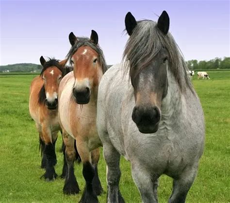 10 Belgian Draft Horses Facts You Probably Didn't Know