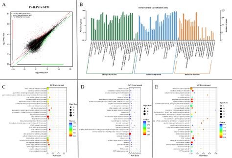 The Comparative Transcriptomic Analysis Of Pv Ilp Knockdown A The