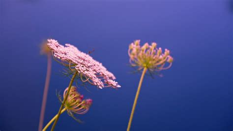 Wildflowers on a blue background 27887326 Stock Video at Vecteezy