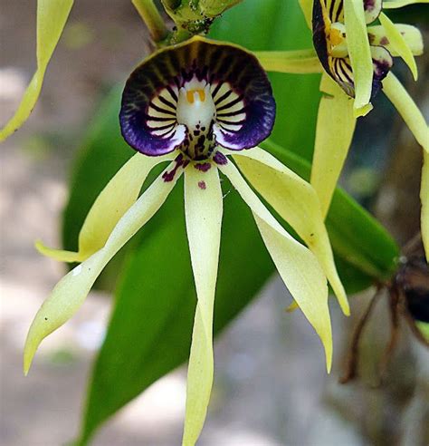 Black Orchid National Flower Of Belize Orchids Pinterest