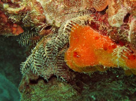 Sponges Pofiifera Australian Natural History Images By Christine Walsh