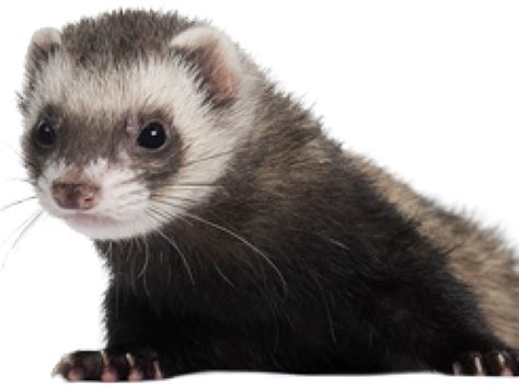 Download Ferret Clipart Ferret Png Clipartkey