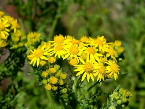 Ragwort Identification | TCM Knotweed Services