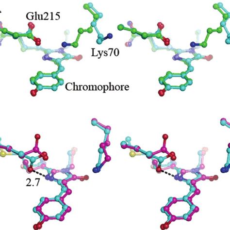 Schematic Diagram Of Chromophore Environment Of MFruits A MCherry