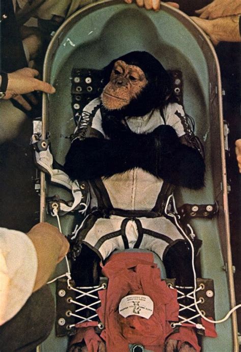 16 best images about Space Monkeys on Pinterest | Space space, Home and ...