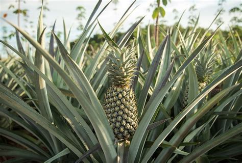 Pohon Buah Nanas Klasifikasi Morfologi Budidaya And Manfaat