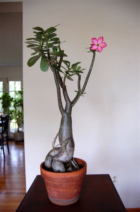 The Indoor Garden: About the Elephant Foot plant