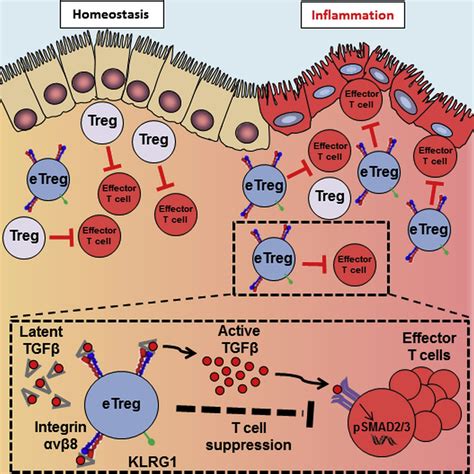 Integrin V Mediated Tgf Activation By Effector Regulatory T Cells