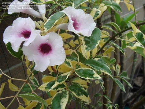 Plantfiles Pictures Variegated Bower Vine Variegata Pandorea