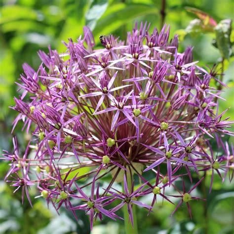 Care Guide Planting Allium Bulbs Gardening Express Knowledge Hub