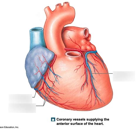 coronary circulation part 5 Diagram | Quizlet