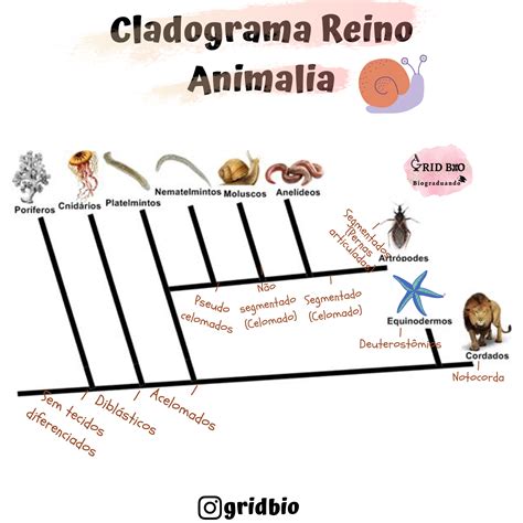 Cladograma Reino Animal - Cladograma Reino Animalia
