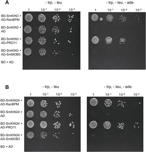 PRO11 Interacts Physically With SmKIN3 A And SmKIN24 B In A Yeast