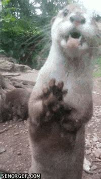 Otters GIFs - Find & Share on GIPHY