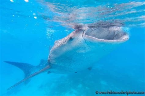 What to do in Oslob - Swim with the Whale Sharks - Fabio Nodari