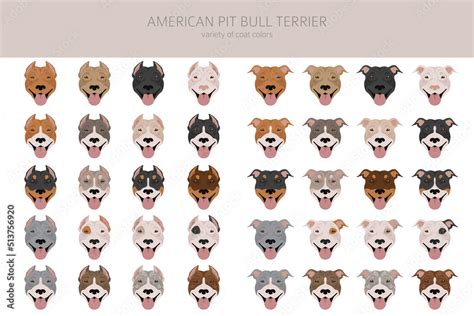 American pit bull terrier dogs clipart. Color varieties, infographic Stock Vector | Adobe Stock